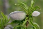 Almond