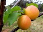 Apricot