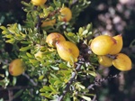 Argan