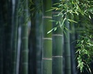 Bamboo