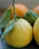 Bergamot