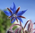 Borage