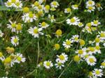 chamomile