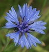 cornflower