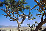 frankincense