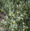 Jojoba