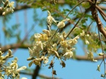 Moringa