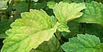 Patchouli