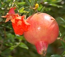 Pomegranate