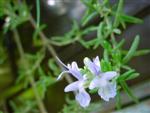 Rosemary