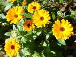 Calendula