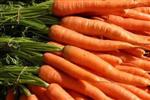 carrot