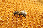 Propolis