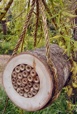 Pollinating Bee Log