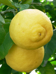 lemons