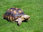 Tortoise