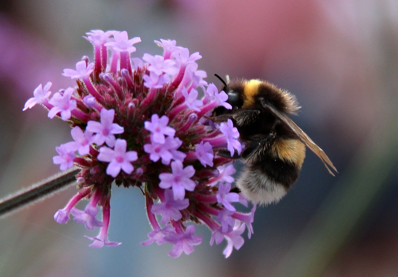 Bumble bee Bumble bee