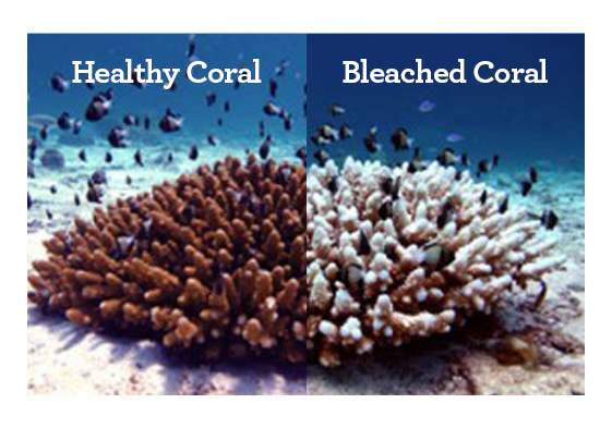 Reef Safe Sunscreen Reef Safe Sunscreen