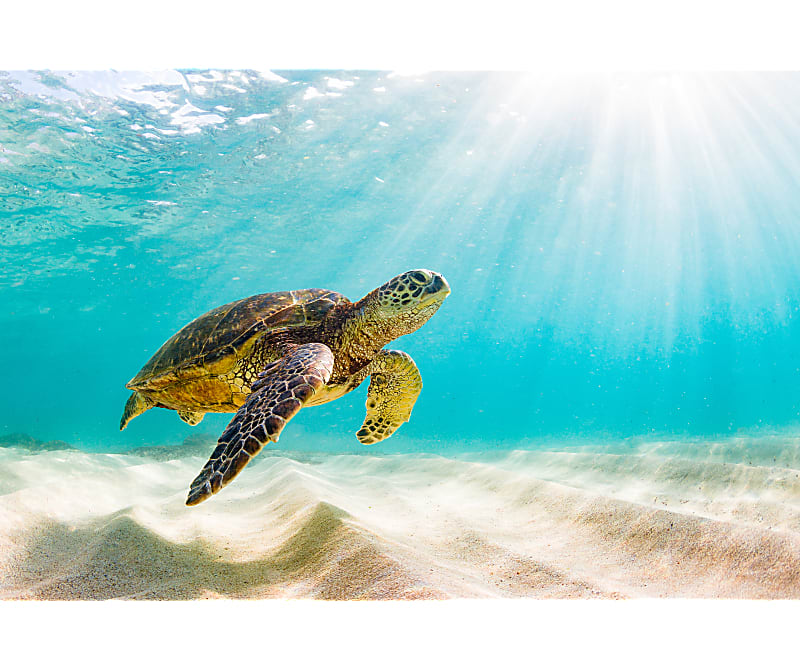Plastic-free July